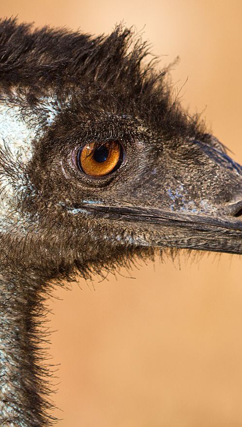 Birds - The day I met an Emu, Queensland, Australia by MBK Wildlife Photography