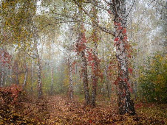 Autumn Calm II — Misty Birches