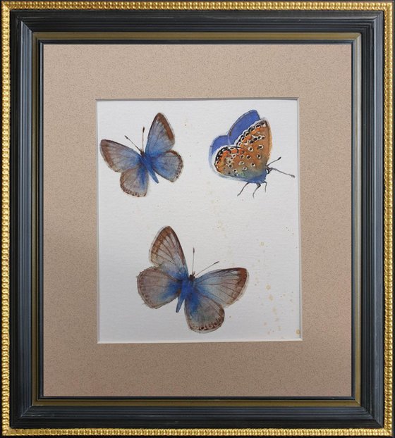 Delicate Adonis Blue Butterflies