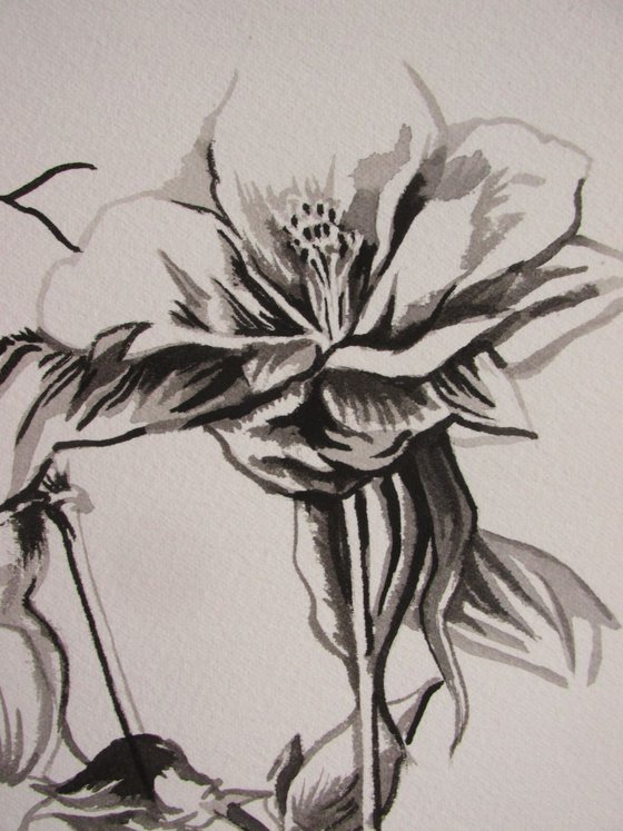 Columbine Chinese ink drawing