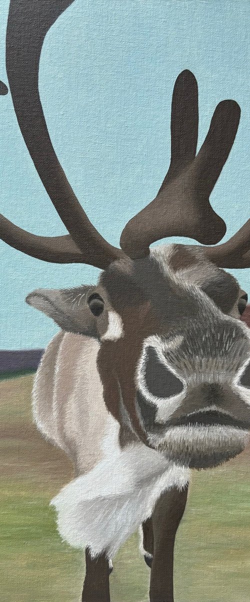 Cairngorm Reindeer by Jill Ann Harper