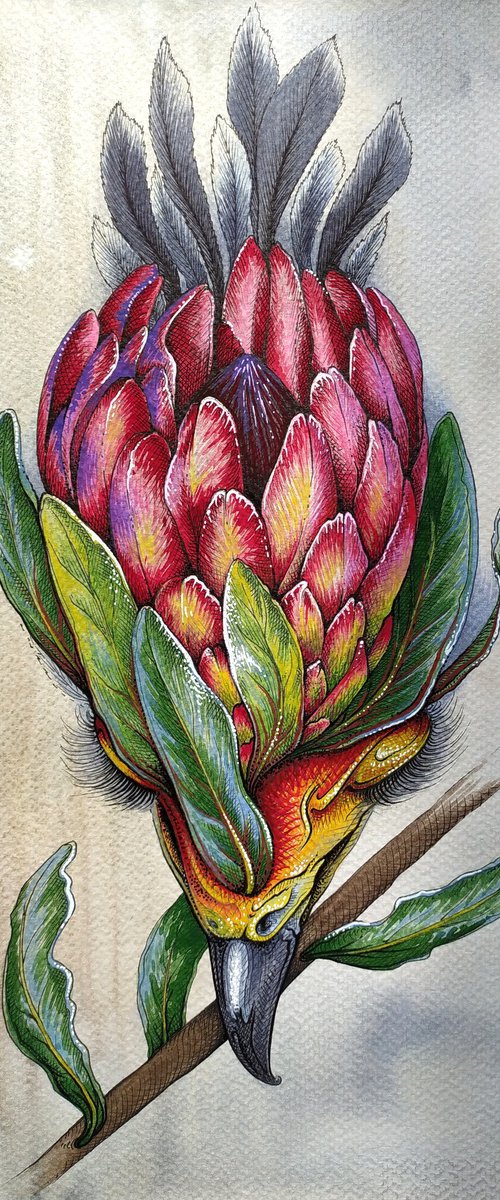 Protea by Anna Shabalova