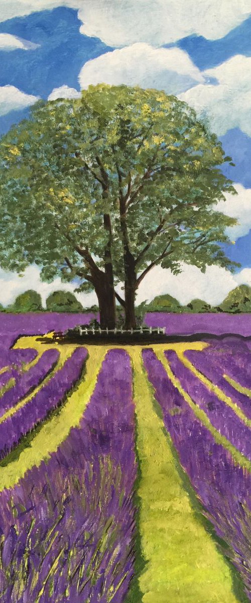 THE LAVENDER FIELDS - CARSHALTON by MAGGIE  JUKES