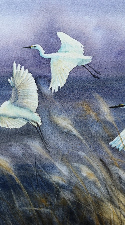 Three Snowy Egrets flying - Gr by Olga Beliaeva Watercolour
