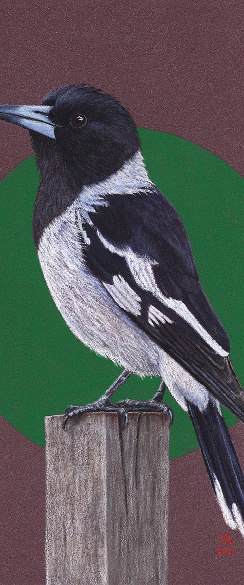 Pied butcherbird by Mikhail Vedernikov