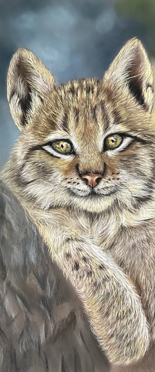 Young Lynx by Maxine Taylor