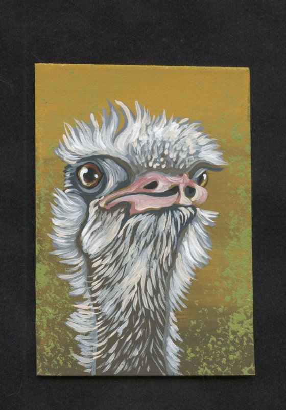 ACEO ATC Original Painting Ostrich Bird Wildlife Art-Carla Smale