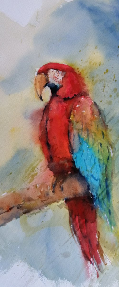 parrot 3 by Giorgio Gosti