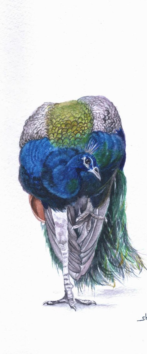 Indian Peafowl by Shweta  Mahajan