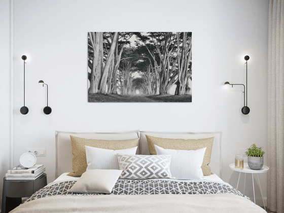 Cypress Tree Tunnel - BW