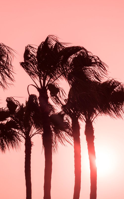 PINK PALMS by Andrew Lever
