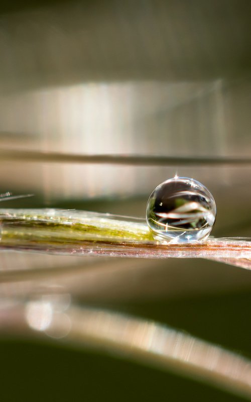 Drop in inside the pasque flower by Inna Etuvgi