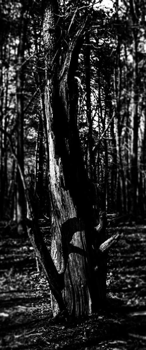 Fragmented Memory by David Huntzinger