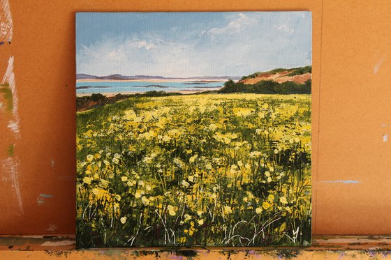 Daffodils on the Isles of Scilly