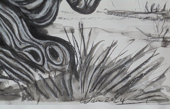Olive Tree 7