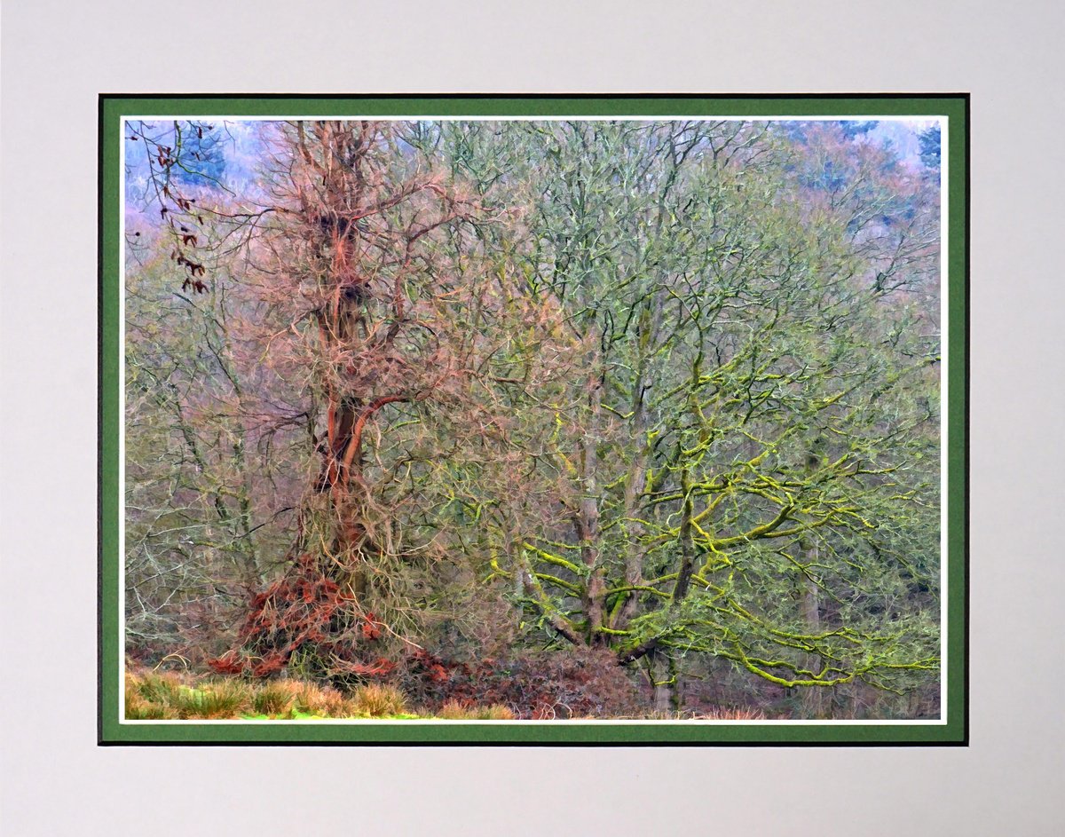 Photorealistic Landscape Photograph By Robin Clarke, 14 X 11", Winter Trees, Original Artwork