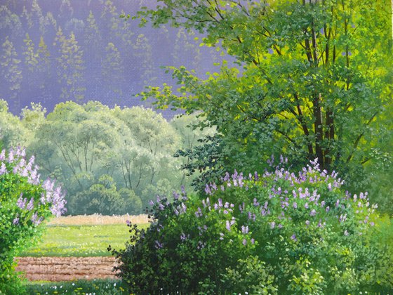 Blooming spring meadow