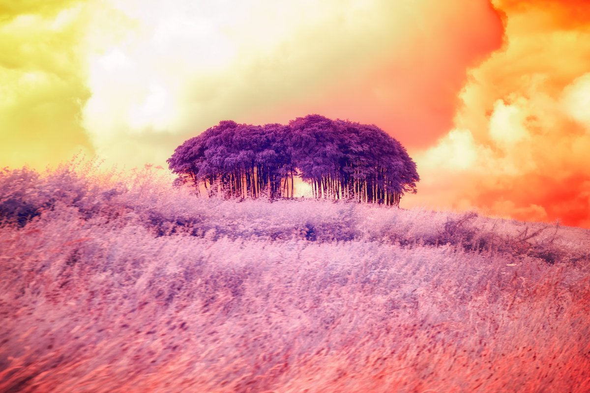 Colour Infrared Coming Home Trees by Paul Nash