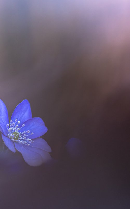 Forest Hepatica by Kamila Wiśniewska-Hałka