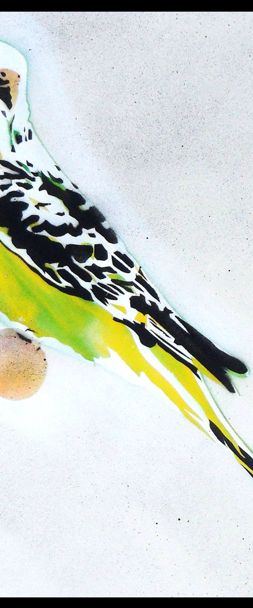 Grandma's other budgie (on The Daily Telegraph) + free poem. by Juan Sly