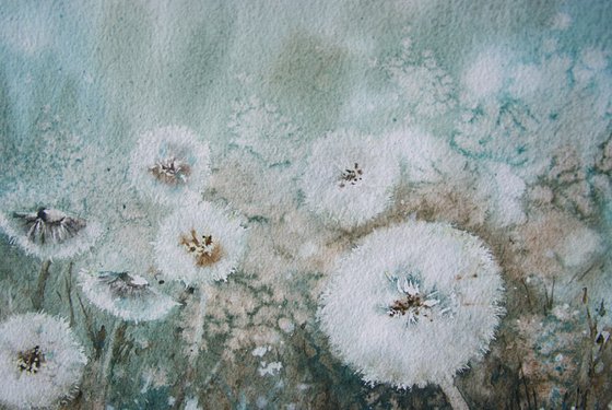 White dandelions