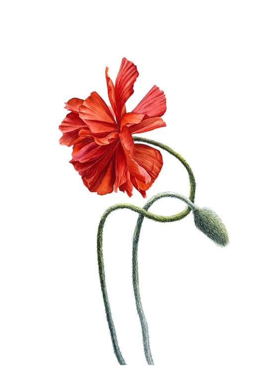 Red Poppy Study ІІ