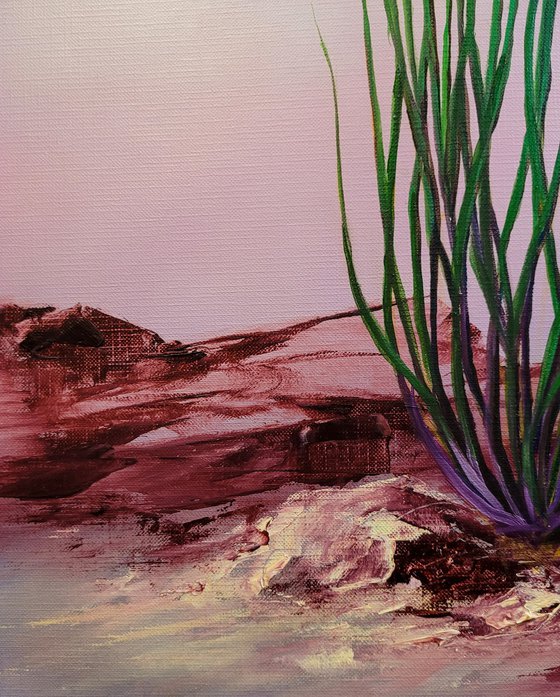 Sunrise, Ocotillo