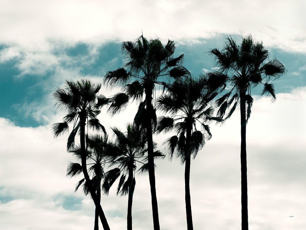 LA, Palms by Heike Bohnstengel