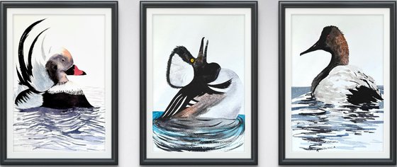 3 Wild drakes Mallard duck