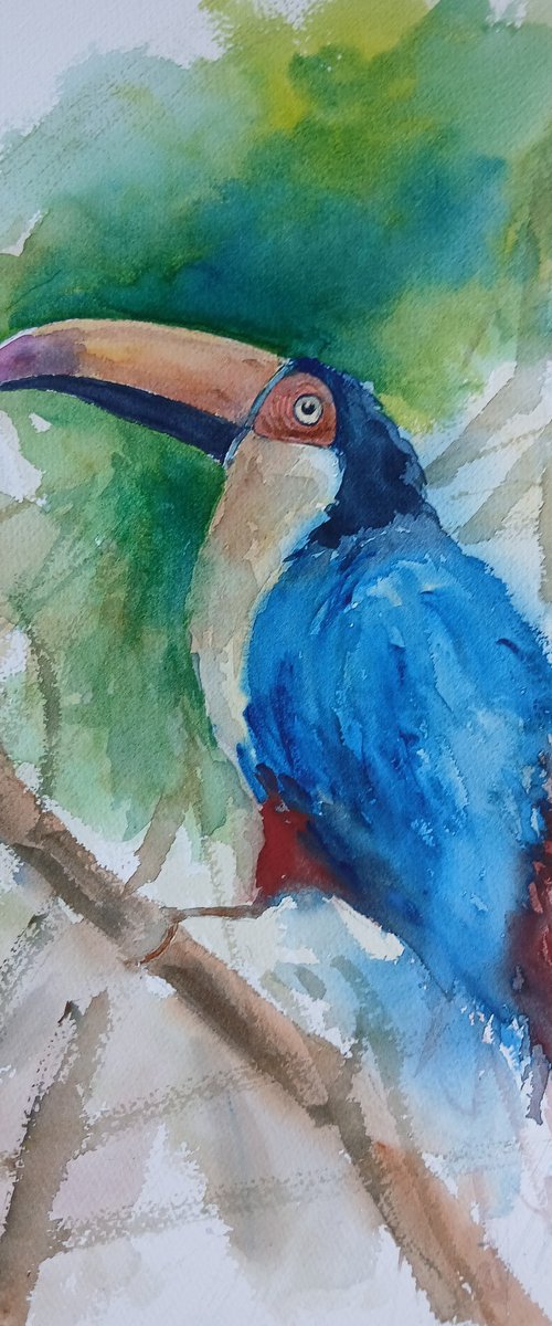 Toucan 5 by Giorgio Gosti