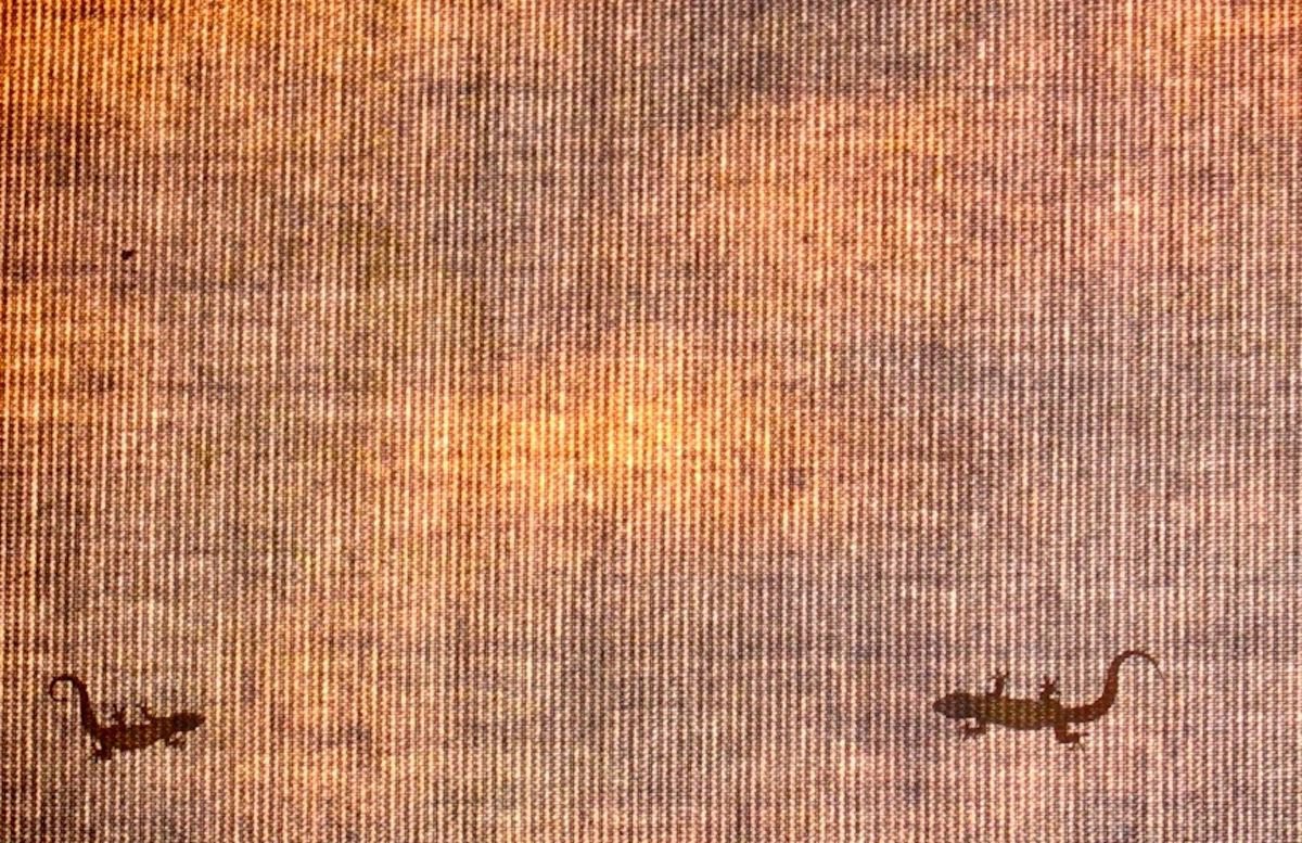 Organic Animal Photograph By Marc Ehrenbold, 40 X 30", Darwin Nt : Gecko Standoff, Original Artwork