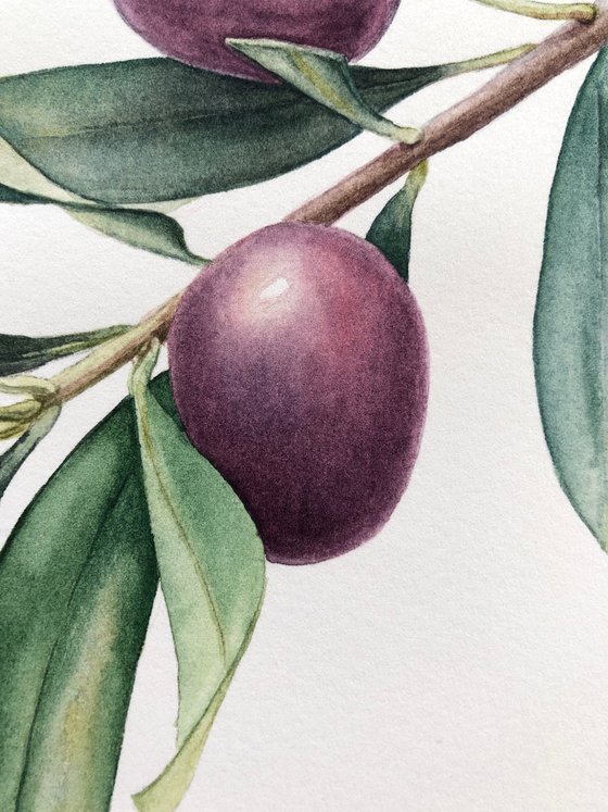 Olive branch. Original watercolor artvork.