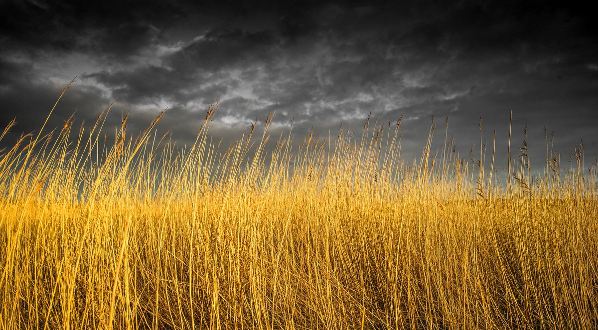 Photorealistic Landscape Photograph By Stephen Hodgetts Photography, 19 X 13", Autumn Rushes - Loch Vaa Scotland, Artfinder