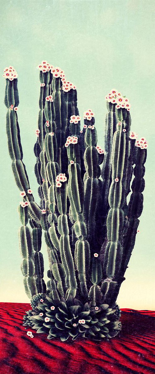 Desert Flowers by Nadia Attura