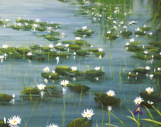 Water lily pond