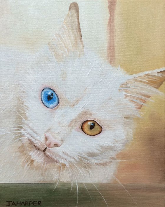 White odd-eyed cat