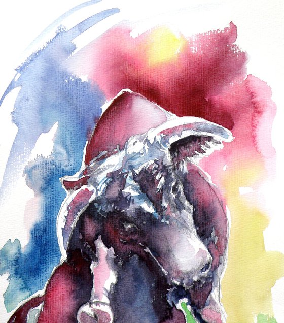 Fighting bull