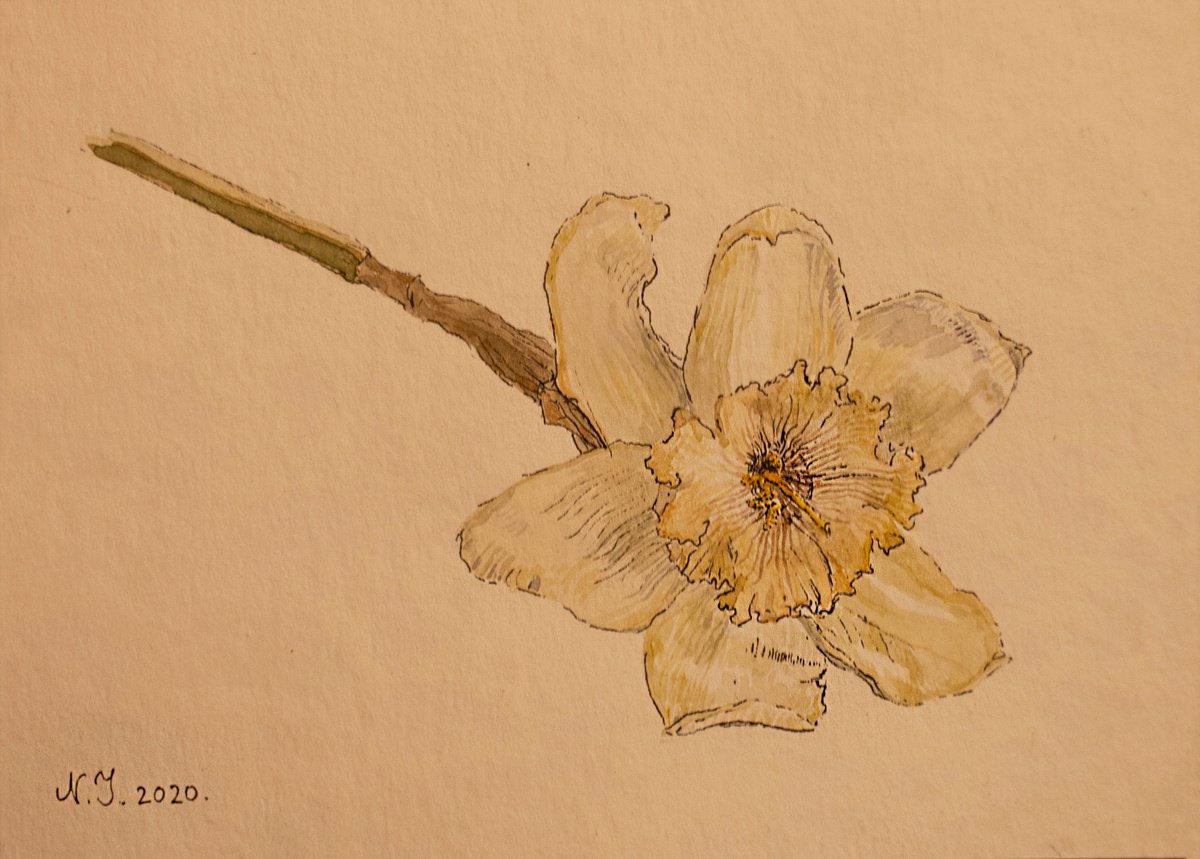 Flower Study II by Nikola Ivanovic