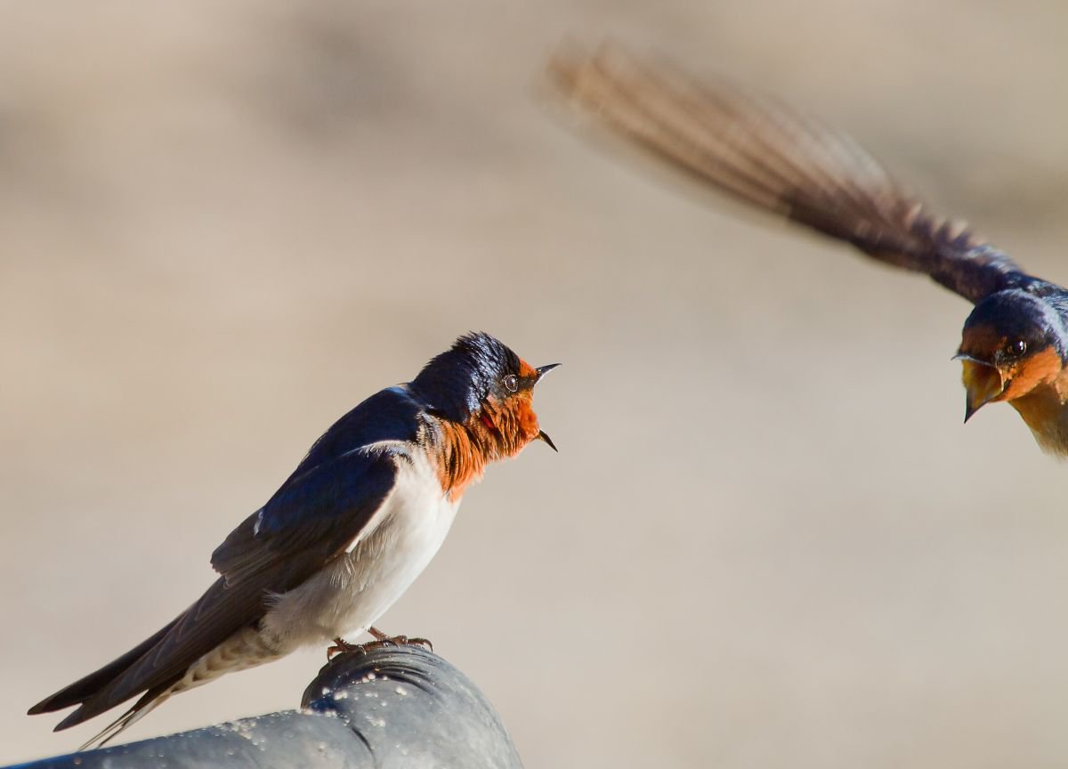 Birds - Swallow territorial fight, Cairns, Queensland, Australia by MBK Wildlife Photography
