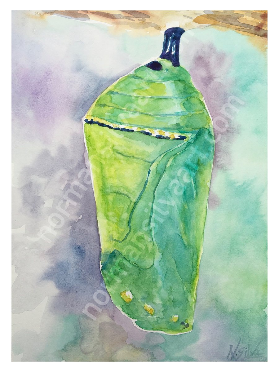 Illustrative Animal Watercolour By Norman Silva, 9 X 12", Cocoon Chrysalis Monarch, Original Artwork