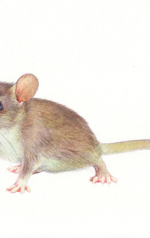Mice VI by REME Jr.