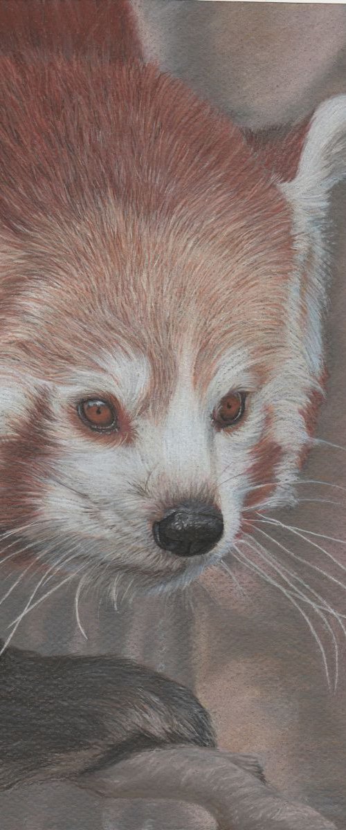 Red Panda by Silvia Frei