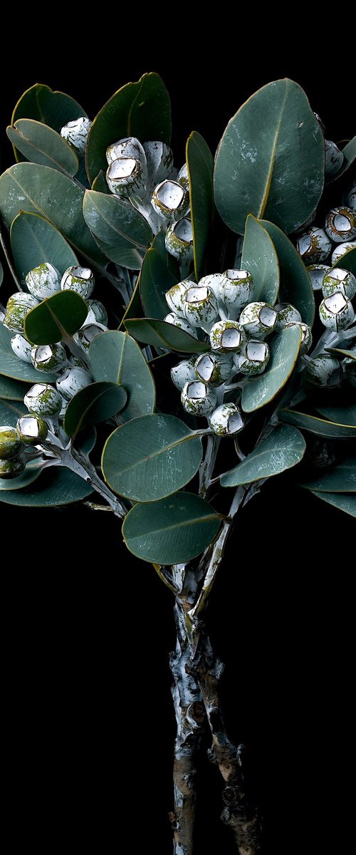 Eucalyptus Pleurocarpa by Nadia Culph