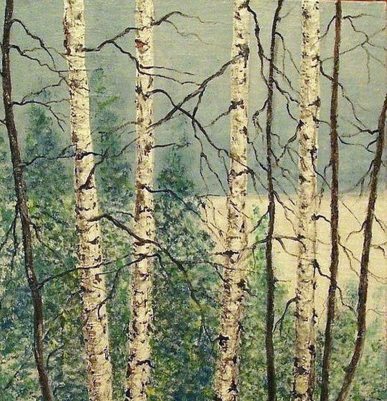 Birches in winter ..