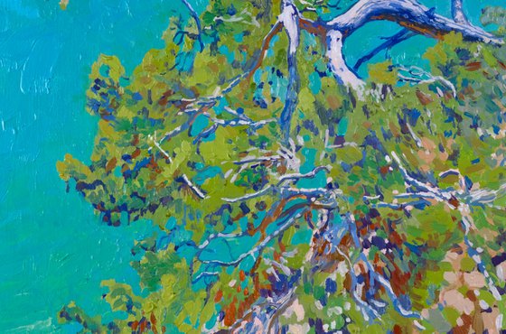 Pine in the Blue Lagoon