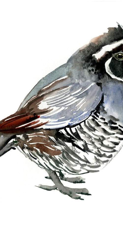 California Quail, Birds of America by Suren Nersisyan