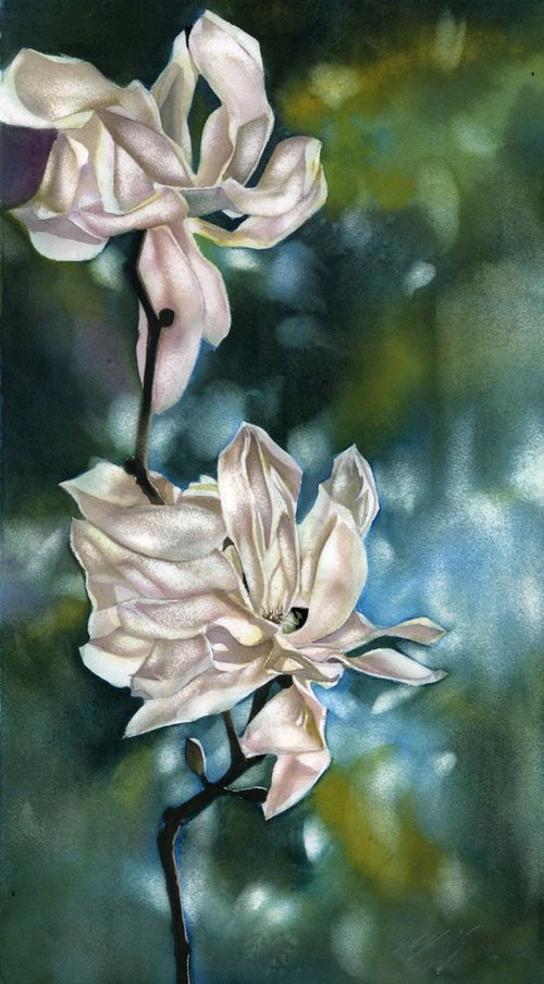 star magnolia with blues by Alfred  Ng