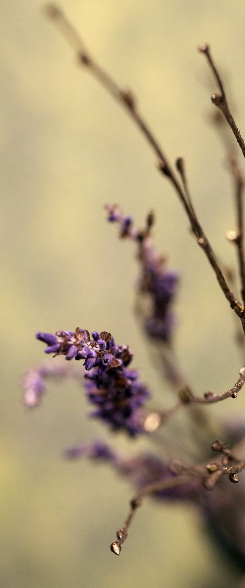 Lavender and Gold by Manuela Stoicescu