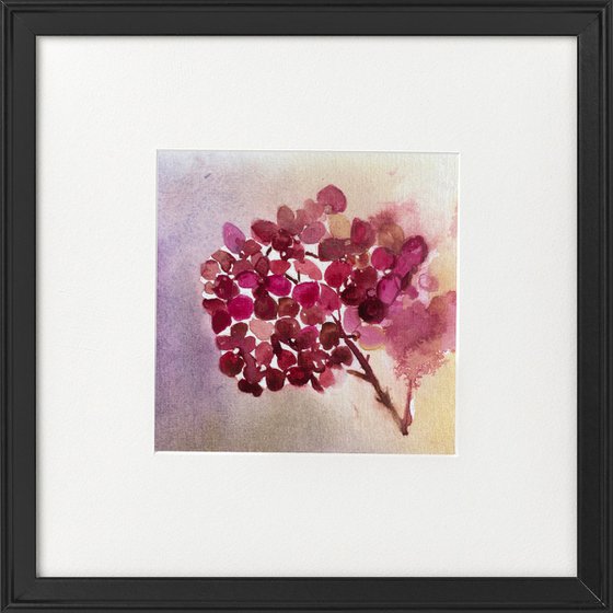 Hydrangea framed