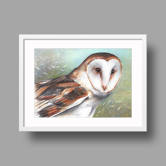 Barn Owl - Bird Portrait